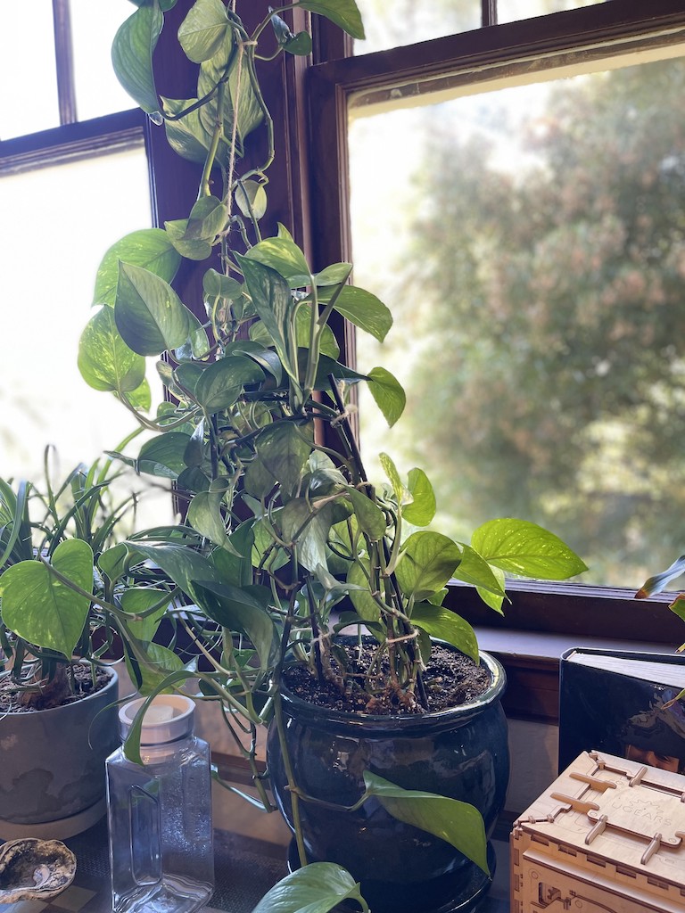 Golden Pothos