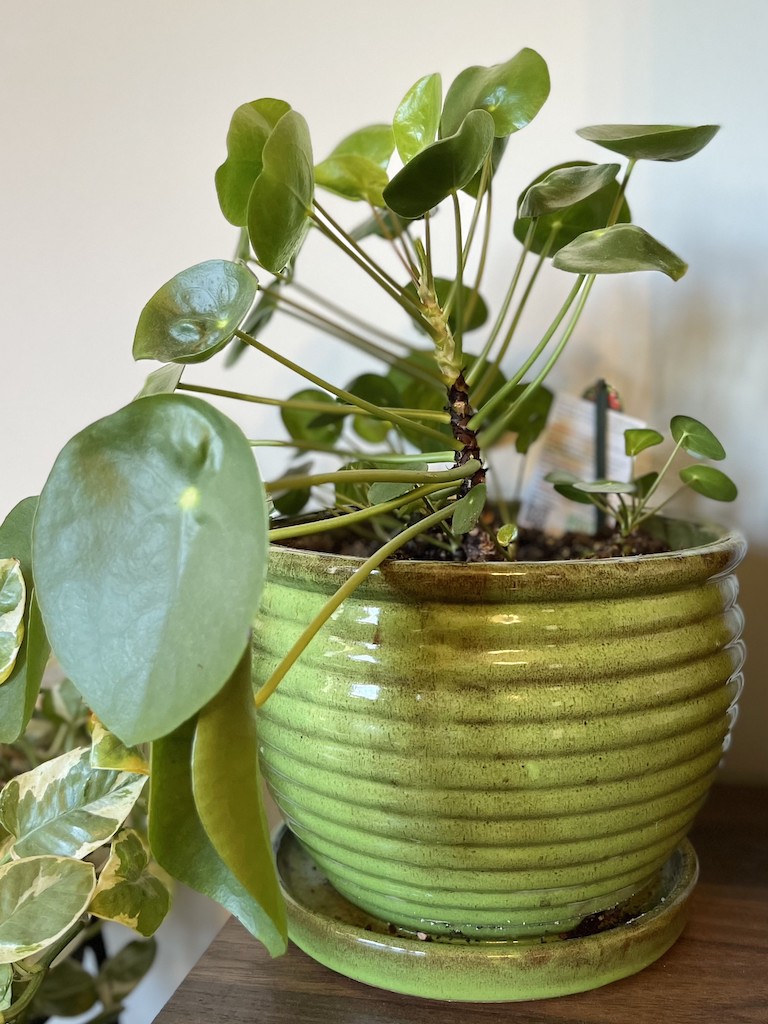 Pilea Peperomioides