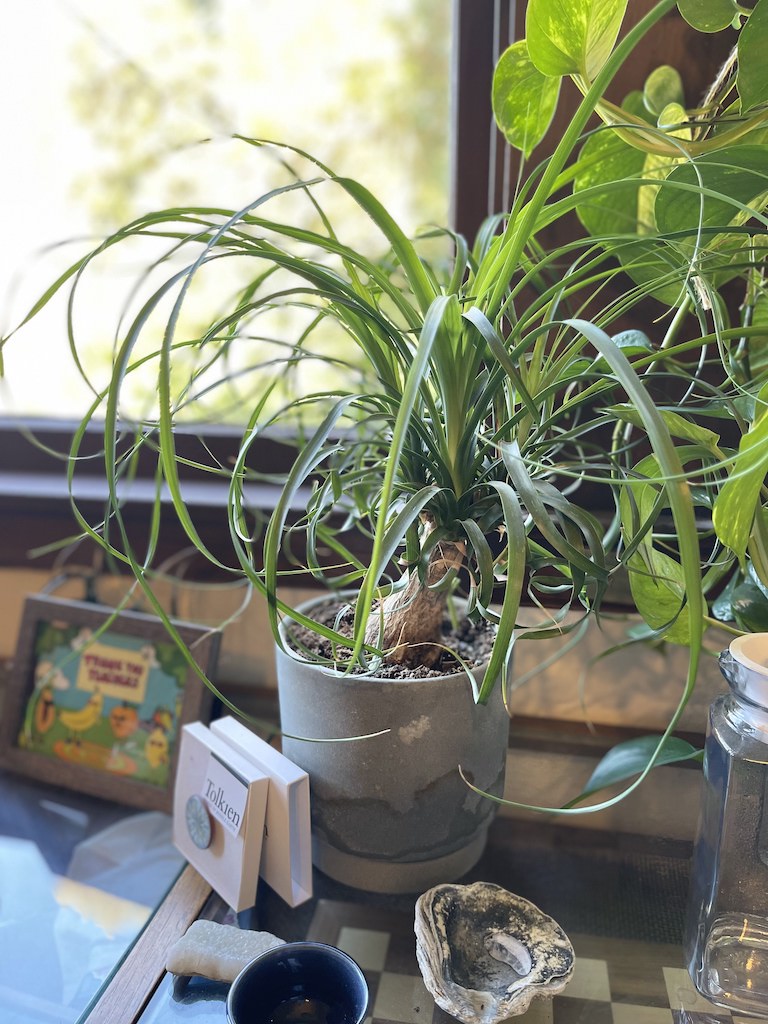 Ponytail Palm